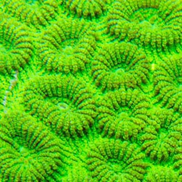 Favia Ultra Green L (6-7 cm), Animaux & Accessoires, Oiseaux | Oiseaux Autre
