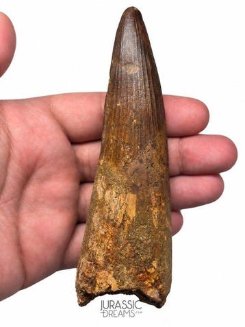 Uitstekende enorme 11,5 cm lange Spinosaurus-tand met wortel