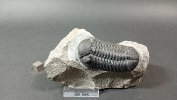 Trilobite - Carapace fossilisée - Morocops Ovatus
