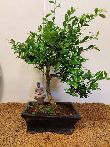 Japanese holly bonsai (Ilex crenata) - Hauteur (arbre) : 37
