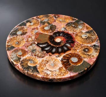 Squelette fossile - Disque fossile d’ammonites polies –