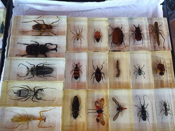 Collectie met dierenthema - Insecten - deagostini