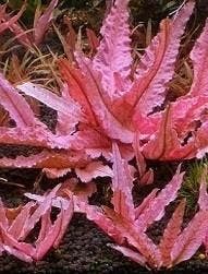 Cryptocoryne wendtii Pink Panther - limited edition, Dieren en Toebehoren, Verzenden, Nieuw