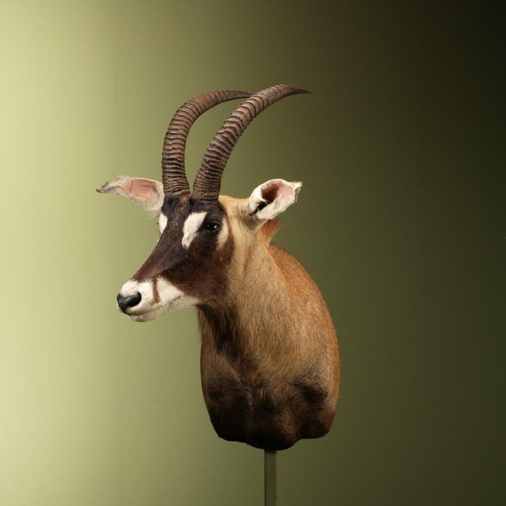 Roanantilope Taxidermie Opgezette Dieren By Max, Collections, Collections Animaux, Enlèvement ou Envoi