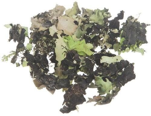 Korstmos Musgo Groenwashed 250 gram, Hobby & Loisirs créatifs, Bricolage