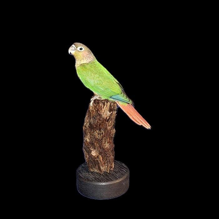 Geelzijtsittich Taxidermie volledige montage - Pyrrhura, Verzamelen, Dierenverzamelingen