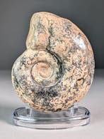 Ongewone Ammoite - Gefossiliseerde schelp - Rachophyllites