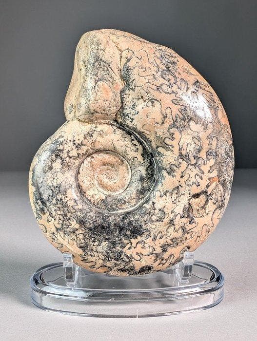 Ongewone Ammoite - Gefossiliseerde schelp - Rachophyllites, Collections, Minéraux & Fossiles