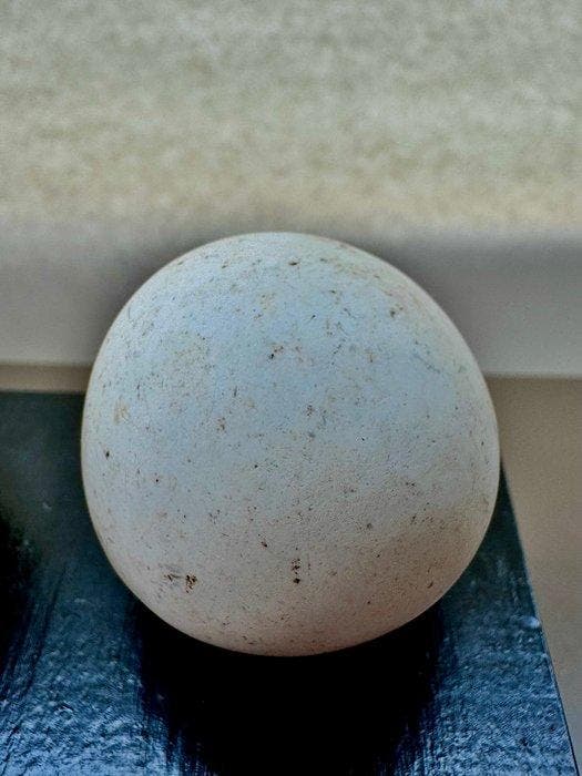 Sahara / Steengoed Werktuig - 40 mm - Spheroïden uit de, Antiek en Kunst, Antiek | Overige Antiek
