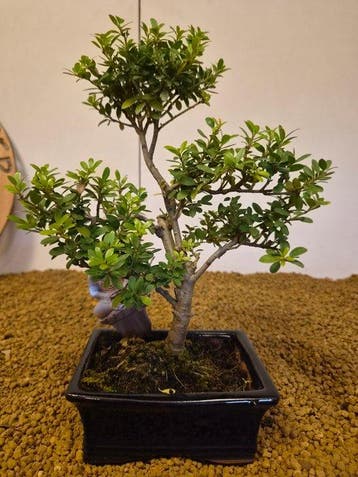 Japanese holly bonsai (Ilex crenata) - Hoogte (boom): 26 cm