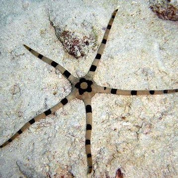 Ophiolepis Superba (Gevlekte slangenzeester) (Ong. 10 cm)