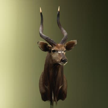 Nyala Taxidermie Opgezette Dieren By Max, Ophalen of Verzenden, Opgezet dier