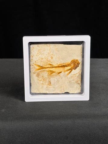Poisson - Animal fossilisé - Lycoptera - 11 cm (Sans prix de
