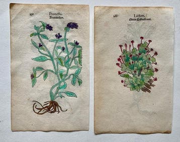 Leonhart Fuchs - Primi de stirpium historia commentariorum