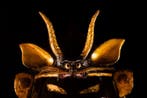 Kabuto - Japan - 1800-1850 Edo Periode (1600-1868)