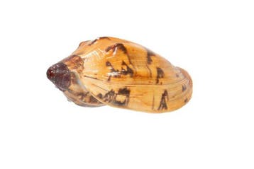 Top-verzamelstuk: Cymbiola laminusa – 101 mm, Makellos (GEM)