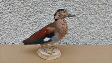 Eend Taxidermie volledige montage - Ringed teal - 30 cm - 30, Nieuw