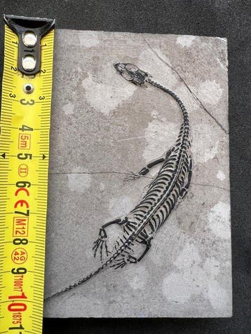 Zeereptiel - Gefossiliseerd dier - Fossile de Keichousaurus, Collections