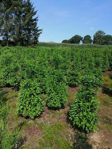 Grthandel en particulieren laurieren en coniferen in Riemst, Ophalen, Haag, 100 tot 250 cm