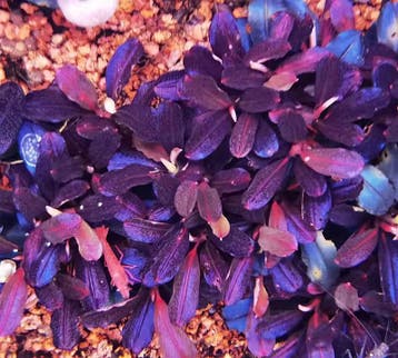 Bucephalandra Brownie Purple, Animaux & Accessoires, Poissons | Aquariums & Accessoires, Verzenden