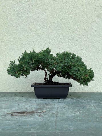 Jeneverbes bonsai (Juniperus) - Hoogte (boom): 18 cm -