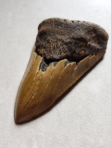 Mégalodon - Dent fossile - 12.5 cm - 7.5 cm, Verzamelen