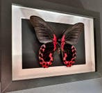 Vlinder Taxidermie volledige montage - Papilio Rumanzovia -