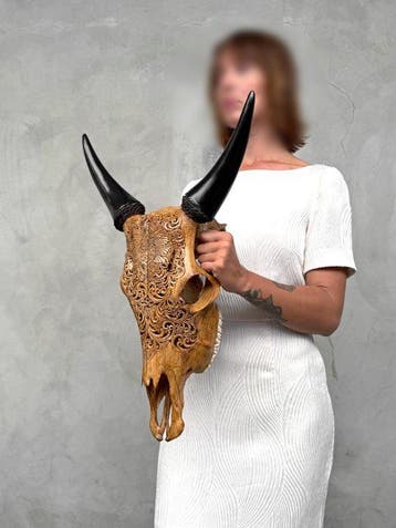 PAS DE PRIX DE RÉSERVE - Crâne de vache brun authentique