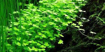 Hydrocotyle Japan - In Vitro, Verzenden