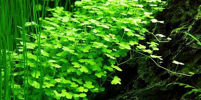 Hydrocotyle Japan - In Vitro, Animaux & Accessoires, Poissons | Aquariums & Accessoires, Envoi