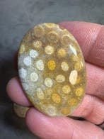 Lot de 13 cabochons de Coraux Fossilisés. 500 carats.