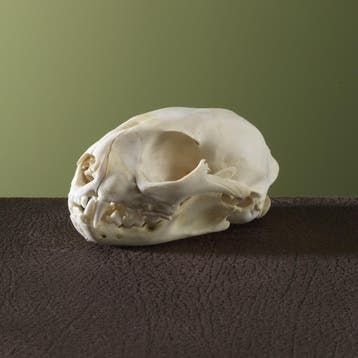 Serval Schedel Taxidermie Opgezette Dieren By Max, Ophalen of Verzenden, Nieuw, Wild dier, Schedel