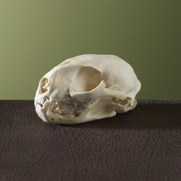 Serval Schedel Taxidermie Opgezette Dieren By Max, Collections, Collections Animaux, Enlèvement ou Envoi