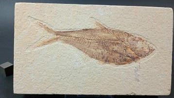 Pez Fósil - Fossiele plaatmatrix - Diplomystus Dentatus -, Verzamelen