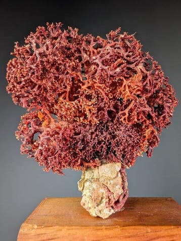 natuurlijke spons Skelet - Porifera sp. - 9.5 cm - 4 cm -, Nieuw