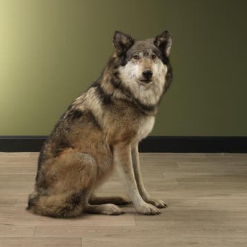 Europese Wolf Taxidermie Opgezette Dieren By Max, Ophalen of Verzenden, Opgezet dier