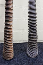 Gemsbok Hoorns - Oryx gazella - 3 cm - 3 cm - 93 cm-, Antiek en Kunst