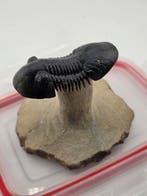 Trilobiet - Gefossiliseerd dier - Paralejurus sp. - 12 cm