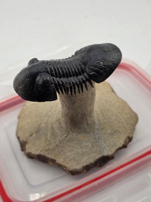 Trilobiet - Gefossiliseerd dier - Paralejurus sp. - 12 cm, Collections, Minéraux & Fossiles