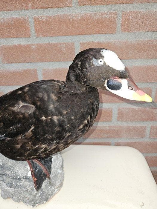 Brilzee-eend Taxidermie volledige montage - Melanitta, Collections, Collections Animaux