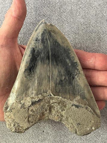 Groot Megalodon-tand van 13,3 cm - Fossiele tand -, Verzamelen