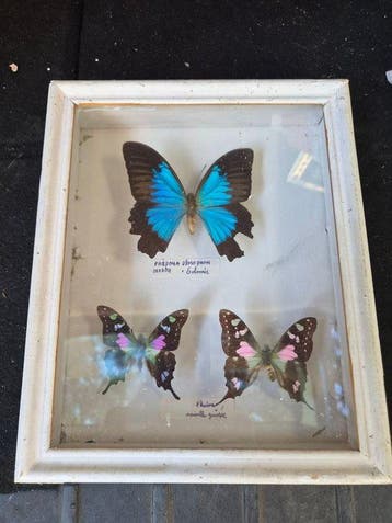 Vlinder Taxidermie volledige montage - Prepona Demophon et, Antiek en Kunst