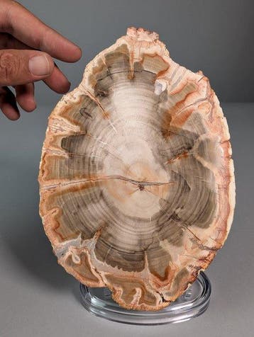 Fossiele houtschijf - Gefossiliseerde plant - 19.5 cm - 13