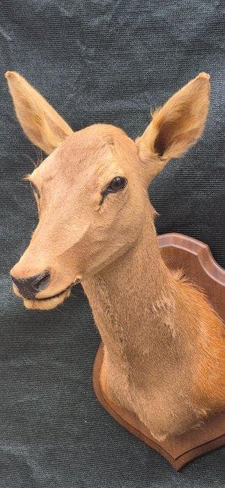 Lieverd Taxidermie wandmontage - Cervus elaphus - grand -