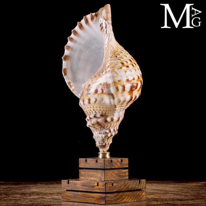 Tritons – Schelpen van het geslacht Charonia Charonia Lampas, Collections, Minéraux & Fossiles