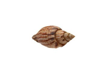 Lyria kurodai 112 mm TAILLE GÉANTE - Qualité GEM - Nha, Collections
