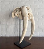 Zeer grote walrus Schedel - Odobenus Rosmarus - 80 cm - 28, Nieuw