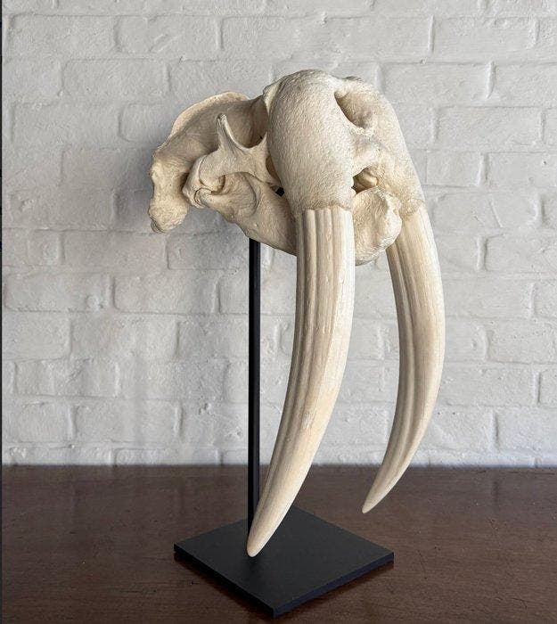 Zeer grote walrus Schedel - Odobenus Rosmarus - 80 cm - 28, Collections, Collections Animaux