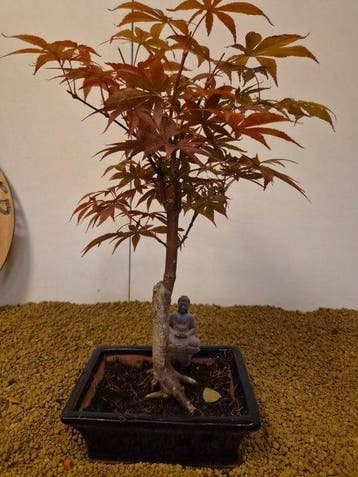 Japanese maple bonsai (Acer palmatum) - Hoogte (boom): 43 cm