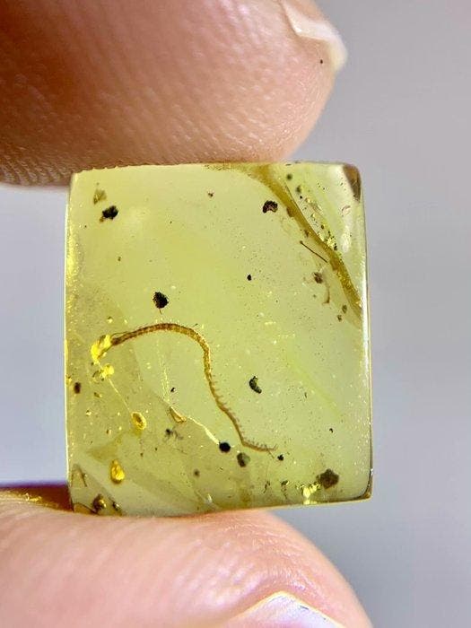 Puur duizendpoot amber - Barnsteen - 11 mm - 10 mm, Collections, Minéraux & Fossiles